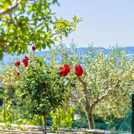 Vineyard Oaza * Brela